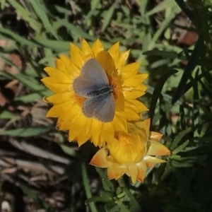 Zizina otis at Stromlo, ACT - 4 May 2020