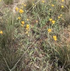 Chrysocephalum apiculatum (Common Everlasting) at Cooleman Ridge - 4 May 2020 by EggShell