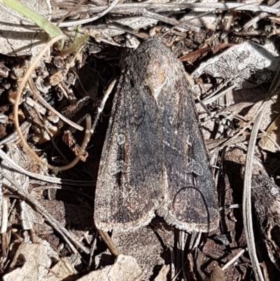 Agrotis infusa (Bogong Moth, Common Cutworm) at Woodstock Nature Reserve - 4 May 2020 by tpreston