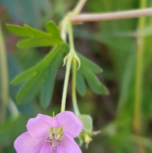 Geranium solanderi var. solanderi at Dunlop, ACT - 4 May 2020