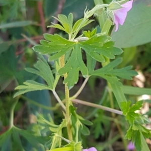 Geranium solanderi var. solanderi at Dunlop, ACT - 4 May 2020