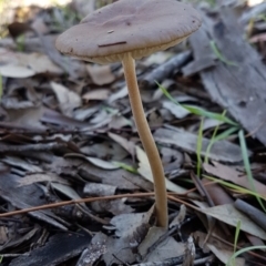 Oudemansiella 'radicata group' (Rooting shank) at Woodstock Nature Reserve - 4 May 2020 by tpreston