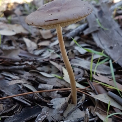 Oudemansiella 'radicata group' (Rooting shank) at Dunlop, ACT - 4 May 2020 by tpreston