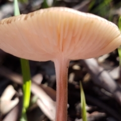 Oudemansiella 'radicata group' at Dunlop, ACT - 4 May 2020