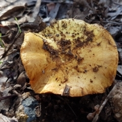 Cortinarius sp. (Cortinarius) at Dunlop, ACT - 4 May 2020 by trevorpreston