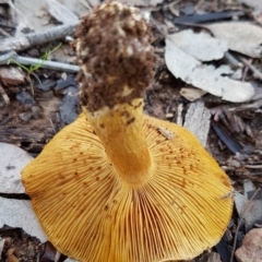 Cortinarius sp. at Dunlop, ACT - 4 May 2020 11:17 AM