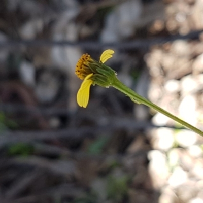 Bidens subalternans (Greater Beggars Ticks) at Wallaroo, NSW - 4 May 2020 by trevorpreston