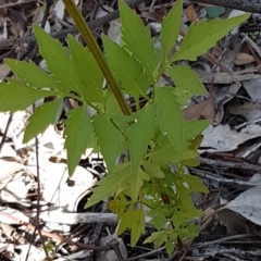 Bidens subalternans at Wallaroo, NSW - 4 May 2020 11:24 AM