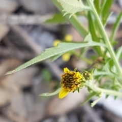 Bidens subalternans at Wallaroo, NSW - 4 May 2020 11:24 AM