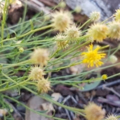 Calotis lappulacea (Yellow Burr Daisy) at Dunlop, ACT - 4 May 2020 by tpreston