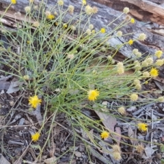 Calotis lappulacea at Dunlop, ACT - 4 May 2020