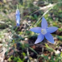 Wahlenbergia capillaris (Tufted Bluebell) at Dunlop, ACT - 4 May 2020 by tpreston
