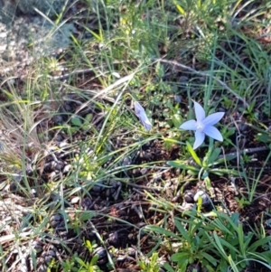 Wahlenbergia capillaris at Dunlop, ACT - 4 May 2020 11:45 AM