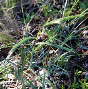 Wahlenbergia capillaris at Dunlop, ACT - 4 May 2020 11:45 AM