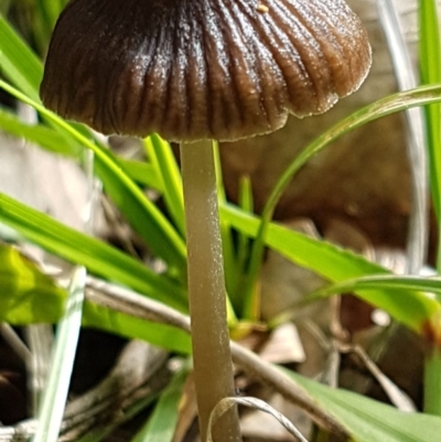 Unidentified Cap on a stem; gills below cap [mushrooms or mushroom-like] at Dunlop, ACT - 4 May 2020 by tpreston