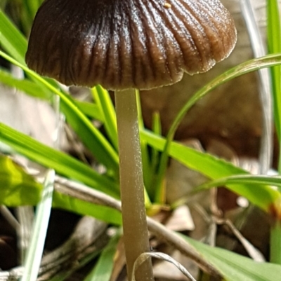 Unverified Cap on a stem; gills below cap [mushrooms or mushroom-like] at Dunlop, ACT - 4 May 2020 by trevorpreston
