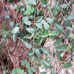 Opercularia hispida (Hairy Stinkweed) at Isaacs, ACT - 3 May 2020 by Mike