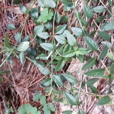 Opercularia hispida (Hairy Stinkweed) at Isaacs Ridge and Nearby - 3 May 2020 by Mike