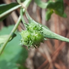 Opercularia hispida at Isaacs, ACT - 4 May 2020