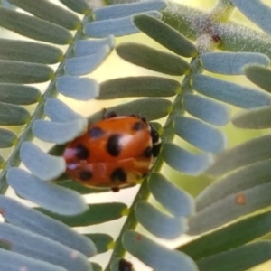 Hippodamia variegata at Dunlop, ACT - 4 May 2020