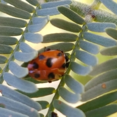 Hippodamia variegata (Spotted Amber Ladybird) at Dunlop, ACT - 4 May 2020 by tpreston