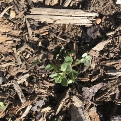 Unverified Plant at Balmoral - 6 Apr 2020 by Cazwell1987