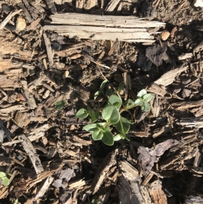 Unidentified Plant at Wingecarribee Local Government Area - 6 Apr 2020 by Caz_well1987