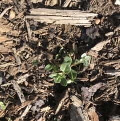 Unidentified Plant (TBC) at - 6 Apr 2020 by Caz_well1987