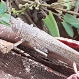 Pardillana limbata at Dunlop, ACT - 4 May 2020