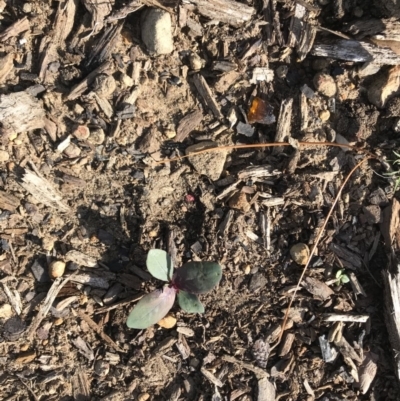 Unverified Plant at Balmoral - 5 Apr 2020 by Cazwell1987