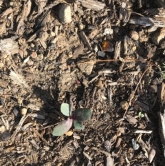 Unidentified Plant (TBC) at - 5 Apr 2020 by Caz_well1987