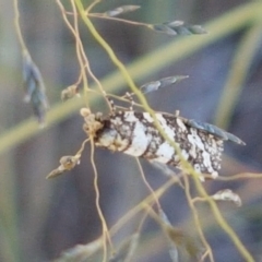 Ardiosteres moretonella (Scruffy Case Moth) at Woodstock Nature Reserve - 4 May 2020 by tpreston