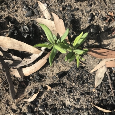 Unidentified Plant at Wingecarribee Local Government Area - 5 Apr 2020 by Caz_well1987