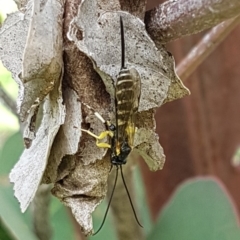 Sericopimpla sp. (genus) (Case Moth Larvae Parasite Wasp) at Woodstock Nature Reserve - 4 May 2020 by tpreston