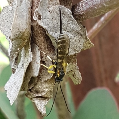 Sericopimpla sp. (genus) (Case Moth Larvae Parasite Wasp) at Woodstock Nature Reserve - 4 May 2020 by tpreston