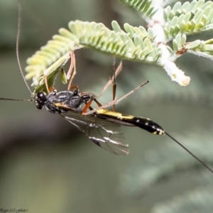 Ichneumonidae (family) at Latham, ACT - 4 May 2020