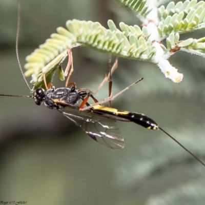 Ichneumonidae (family) (Unidentified ichneumon wasp) at Latham, ACT - 4 May 2020 by Roger