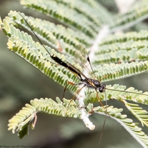 Ichneumonidae (family) at Latham, ACT - 4 May 2020