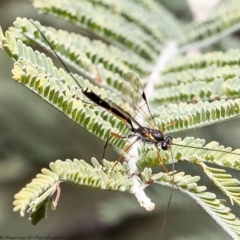 Ichneumonidae (family) at Latham, ACT - 4 May 2020