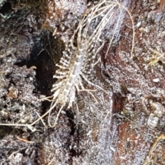 Scutigeridae (family) (A scutigerid centipede) at Dunlop, ACT - 4 May 2020 by trevorpreston