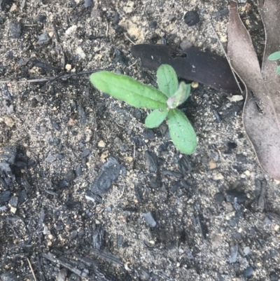 Unidentified Plant at Wingecarribee Local Government Area - 7 Apr 2020 by Caz_well1987