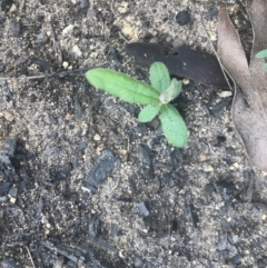 Unidentified Plant (TBC) at - 7 Apr 2020 by Caz_well1987