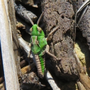 Perala viridis at Amaroo, ACT - 3 May 2020 11:33 AM