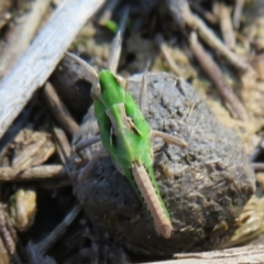 Perala viridis at Amaroo, ACT - 3 May 2020