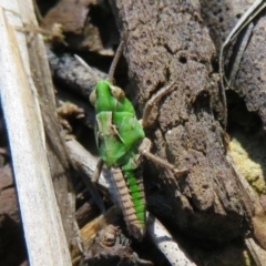 Perala viridis at Amaroo, ACT - 3 May 2020 11:33 AM