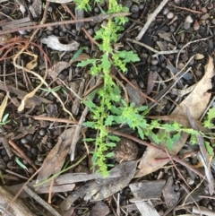 Dysphania pumilio (Small Crumbweed) at Hackett, ACT - 4 May 2020 by JaneR