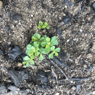 Unverified Plant at Balmoral - 7 Apr 2020 by Cazwell1987