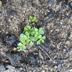 Unidentified Plant (TBC) at - 7 Apr 2020 by Caz_well1987