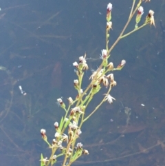 Symphyotrichum subulatum at Dunlop, ACT - 3 May 2020