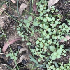 Unverified Plant at Balmoral - 7 Apr 2020 by Cazwell1987